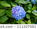 Blue hydrangea 111207481