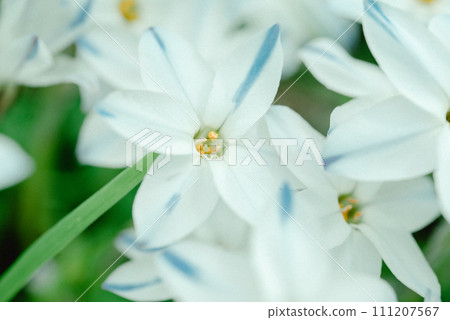 花 111207567