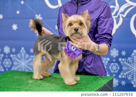 A Yorkshire Terrier dog on a grooming table in a beauty salon after taking care of an animal A Yorkshire Terrier dog on a grooming table in a beauty salon after taking care of an animal 111207658