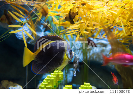 Colorful fish swim at submarine aquarium in Nagoya Legoland 111208078