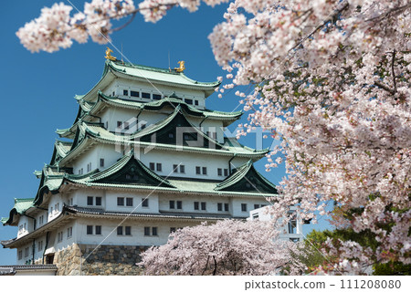 Nagoya Castle with white sakura or cherry tree foliage blossom 111208080