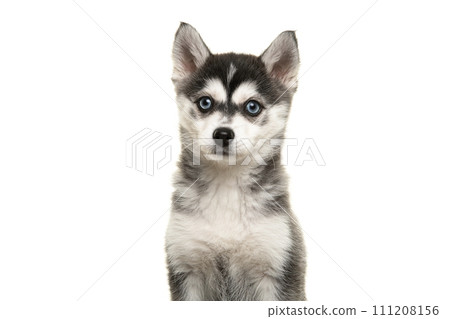 Portrait of a pomsky puppy isolated on a white background 111208156