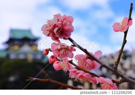 Osaka Castle Park (Chuo Ward, Osaka City) Blooming in the plum grove <Dochibe> Osaka Castle Park (Chuo Ward, Osaka City) Blooming in the plum grove <Dochibe> 111208200