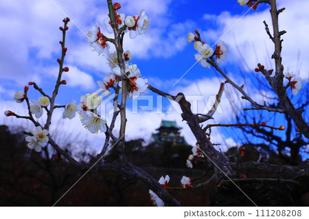 大阪城公園(大阪市中央區)梅林中盛開的<一野梅> 大阪城公園(大阪市中央區)梅林中盛開的<一野梅> 111208208