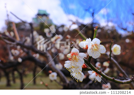 大阪城公園(大阪市中央區)梅林中盛開的<一野梅> 大阪城公園(大阪市中央區)梅林中盛開的<一野梅> 111208214