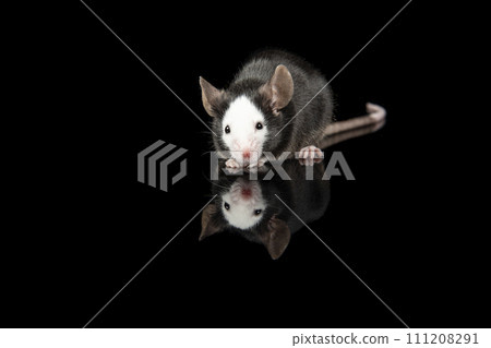 Black and white hereford mouse seen from the front on a black background with reflection Black and white hereford mouse seen from the front on a black background with reflection 111208291