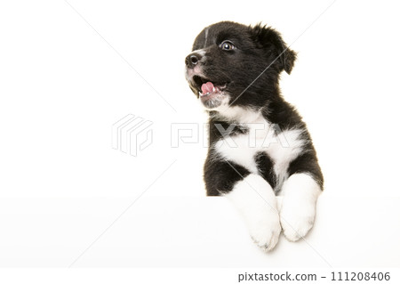 Funny portrait of cute black and white australian shepherd puppy isolated on a white background 111208406