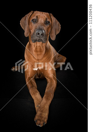 Proud rhodesian ridgeback dog lying down on a black background looking away Proud rhodesian ridgeback dog lying down on a black background looking away 111208436