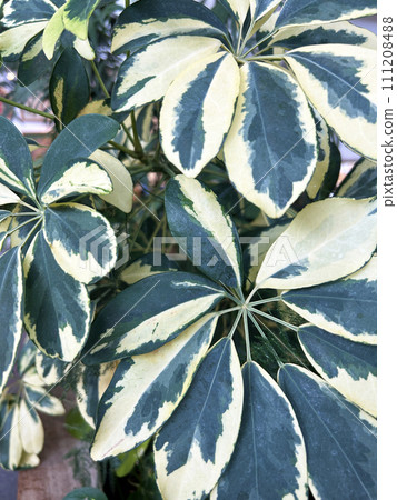 Close up of Schefflera Close up of Schefflera 111208488
