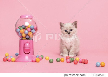 Cute holy burmese kitten sitting between colorful chewing gum balls Cute holy burmese kitten sitting between colorful chewing gum balls 111208509