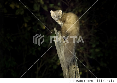 Beech or house marten in a tree looking over its shoulder during the night Beech or house marten in a tree looking over its shoulder during the night 111208515