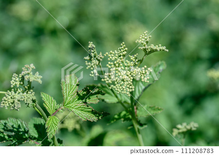 Valerian officinalis or Cat grass (Valeriana officinalis). Inflorescence close-up and a bush in a forest clearing 111208783