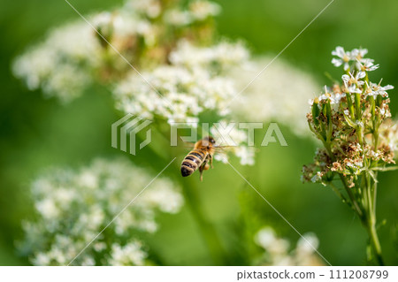 Valerian and bee. Valeriana officinalis, is a wild plant with white flowers. 111208799