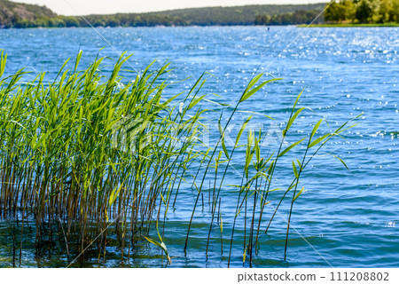 A tall grass, sedge on the shore of the lake, glistened with dew in the strong sunlight. 111208802