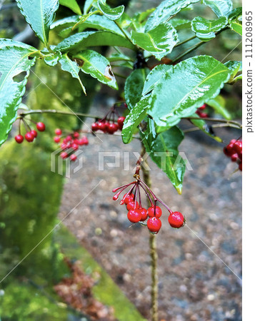 曼喬用紅色水果 111208965