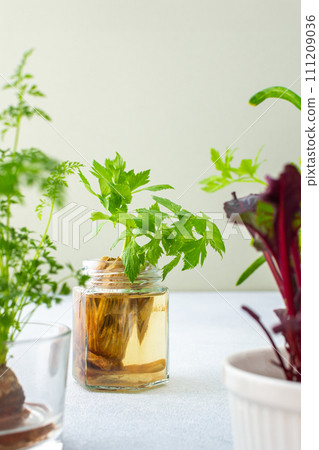 Growing from organic waste 111209036