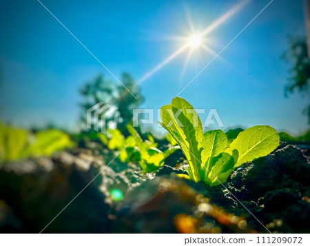 Close up of the green little sprout of young cabbage is growing up in the soil under the blue sky and bright sunrise in the morning. Banner background of garden agriculture concept.  111209072