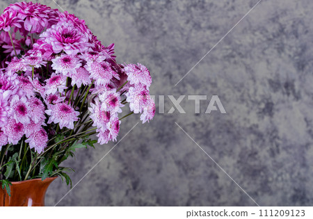 Chrysanthemum. Bunch of pink chrysanthemum flowers and white tips on their petals. Chrysanthemum. Bunch of pink chrysanthemum flowers and white tips on their petals. 111209123