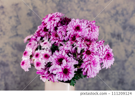 Chrysanthemum. Bunch of pink chrysanthemum flowers and white tips on their petals. Chrysanthemum. Bunch of pink chrysanthemum flowers and white tips on their petals. 111209124