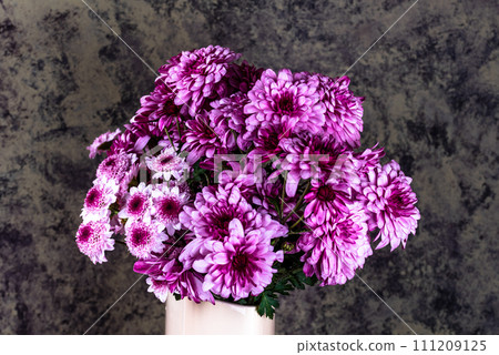 Chrysanthemum. Bunch of pink chrysanthemum flowers and white tips on their petals. Chrysanthemum. Bunch of pink chrysanthemum flowers and white tips on their petals. 111209125