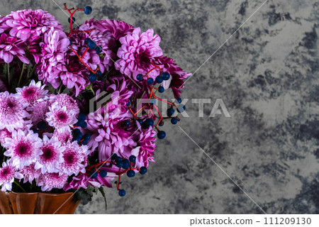 Chrysanthemum. Bunch of pink chrysanthemum flowers and white tips on their petals. 111209130