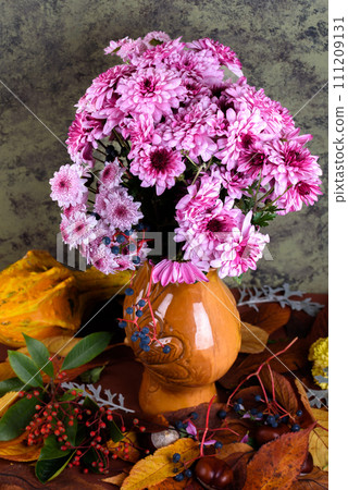 Chrysanthemum. Bunch of pink chrysanthemum flowers and white tips on their petals. 111209131