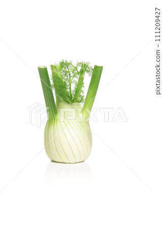 Vennel bulb isolated on a white background Vennel bulb isolated on a white background 111209427