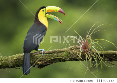 Keel-billed Toucan, Ramphastos sulfuratus, sitting on the branch with beak wide open. 111209432