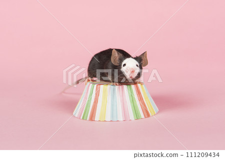 Cute black and white mouse on a pink background Cute black and white mouse on a pink background 111209434