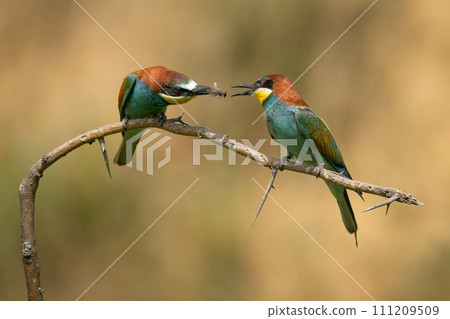 A pair of bee eater birds on a branch, with one bea eater feeding the otherone a bee 111209509