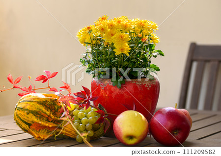 Autumn composition with autumn flowers chrysanthemum, leaves and pumpkins stand on a table 111209582