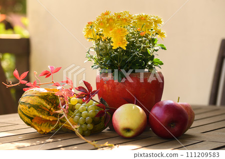 Autumn composition with autumn flowers chrysanthemum, leaves and pumpkins stand on a table 111209583