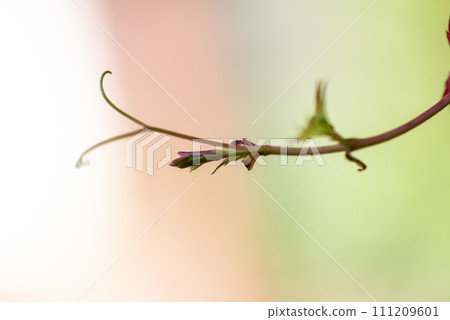 Background. autumn leaves in backlight.Parthenocissus Background. autumn leaves in backlight.Parthenocissus 111209601