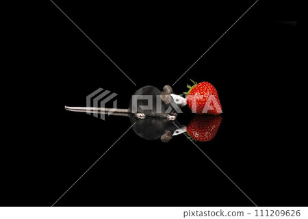 Cute black and white mouse with a strawberry on a black background with reflection 111209626