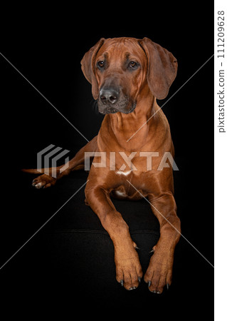 Rhodesian ridgeback dog lying on a black couch on a black background Rhodesian ridgeback dog lying on a black couch on a black background 111209628