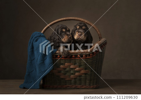 Two cocker spaniel puppy dogs in an old basket in a still life classic ambiance 111209630