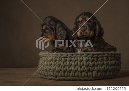 Two cocker spaniel puppy dogs in a woolen basket in a still life setting 111209633