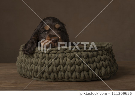 A cocker spaniel puppy sleeping in a woolen basket in a still life setting 111209636