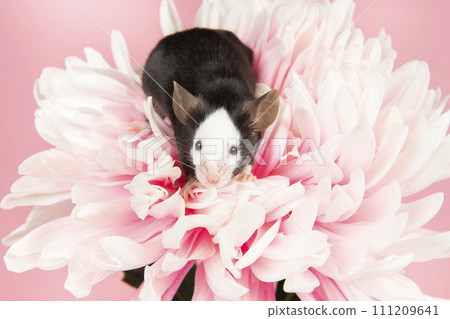 Cute little mouse on a pink flower on a pink background 111209641