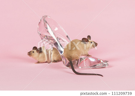 Two mice with a glass slipper on a pink background 111209739