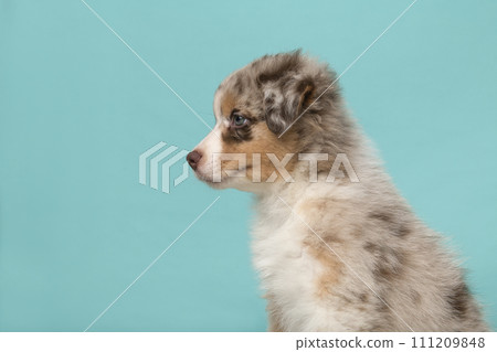 Portrait of cute australian shepherd puppy looking away on a blue background with space for copy 111209848