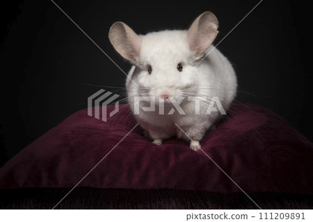 Pretty white chinchilla on a red cushion on a black background, looking at the camera 111209891