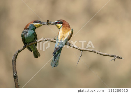 Couple of european bea eaters transfer food during the mating season 111209910