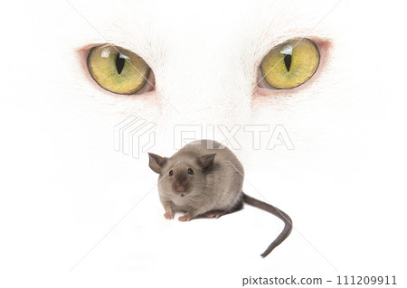 Yellow eyes of a white cat behind a mouse  isolated on a white background 111209911