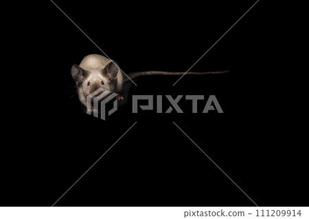 Cute little mouse walking towards you on a black background with space for copy Cute little mouse walking towards you on a black background with space for copy 111209914