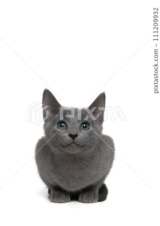 Cute grey Russian blue kitten looking up with a big smile on a white background with space for copy 111209932