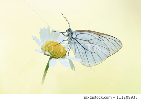 A black-veined white butterfly resting on a daisy on a yellow natural background seen from the side 111209933