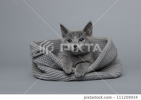 Cute grey Russian blue kitten in a grey basket on a grey background 111209934