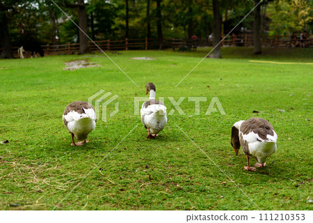 Three grey goose on a green lawn 111210353