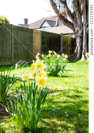 白色櫻花和喇叭水仙在明亮的陽光下盛開,這是倫敦郊區的城市景觀 白色櫻花和喇叭水仙在明亮的陽光下盛開,這是倫敦郊區的城市景觀 111210391